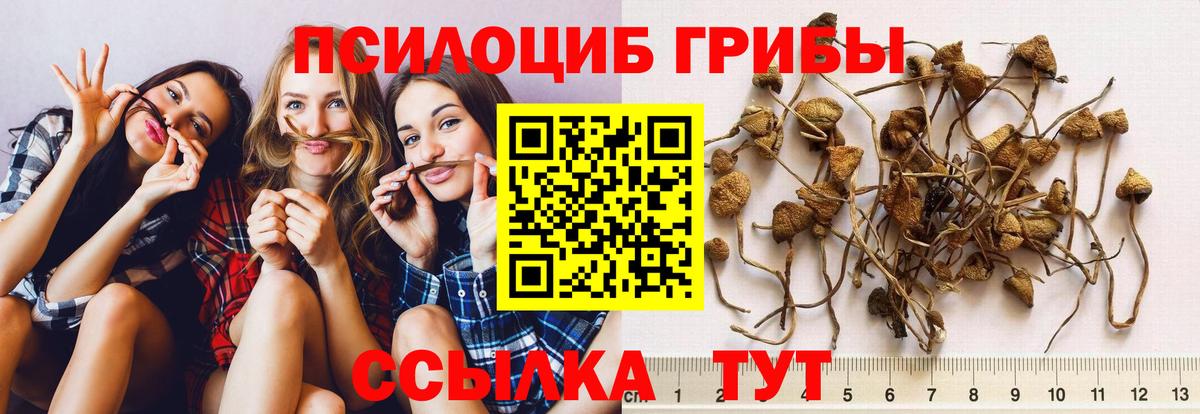 Псилоцибиновые грибы мицелий  Вход с VPN  Кинель 